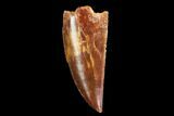 Serrated, Raptor Tooth - Real Dinosaur Tooth #109487-1